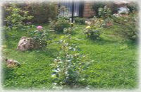 Giardinaggio - ImpresaArdua.org