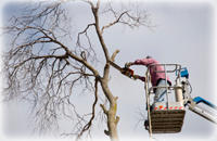 Taglio di alberi ad alto fusto - ImpresaArdua.org